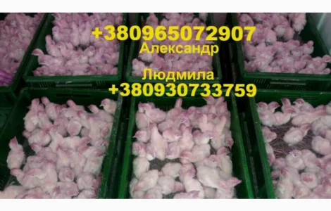 Индюшата Биг-6 Яготин