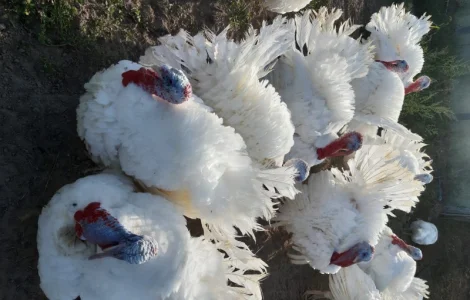 Біг-6. Індичата добові. Сарни, Костопіль, Рівно