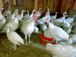 Индюшата БИГ-6 Васильков