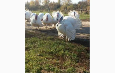 БИГ-6 Индюшата суточные