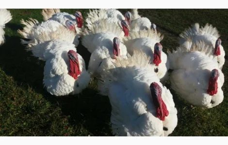 Індичата бройлерні тяжкого кросу БІГ-6. Новоград-Волинський, Рівно, Дубно