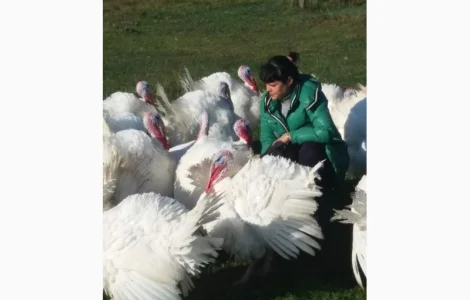 Індичата бройлерні. Прямі поставки з ферми
