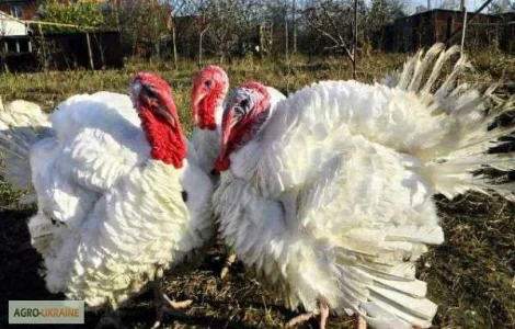 Індичата бройлерні тяжкого кросу БІГ-6