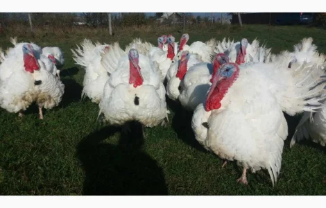 БіГ-6 індичата. Рівно