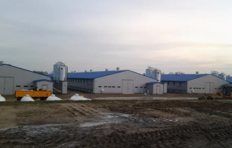 Индюшата БИГ-6 Киев