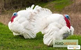 Индюшата БИГ-6 суточный молодняк Розница