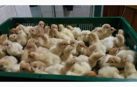 БИГ 6 индюшата. Продажа. Розница 95грн