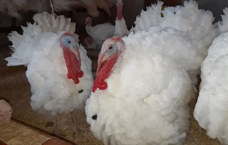 Біг-6. Індичата добові. Вараш