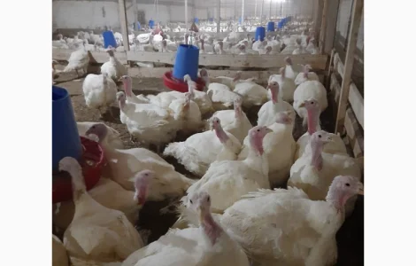 Продам суточных индюшат породы Биг-6