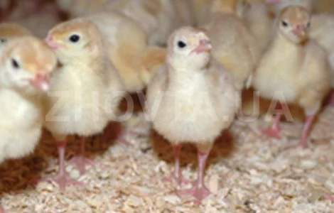 Індичата добові