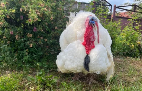 Роздрібна торгівля індичатами важкого кросу Біг 6