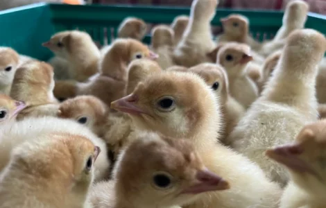 Реалізовуємо добових індичат Біг 6