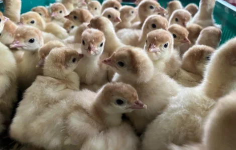 Роздрібна торгівля добовими індиками Біг 6