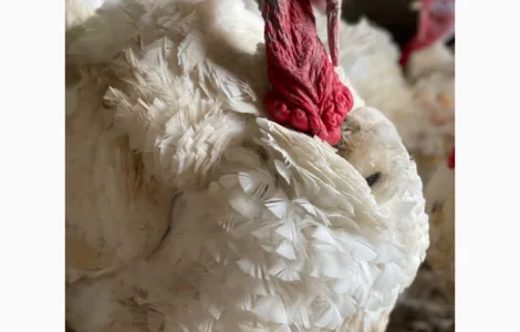 Добові індичата кросса Big 6(B.U.T.)