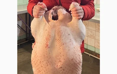 Виробник! Продам індичат Big-6