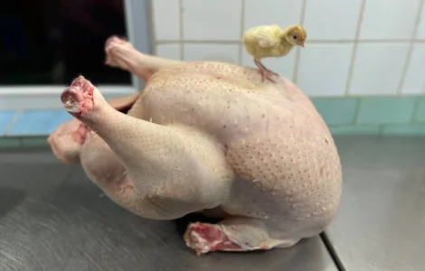 Продам індичат кросса Big-6