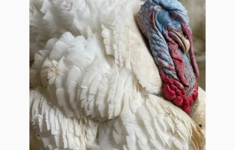 Виробник! Добові індичата кросса Big-6