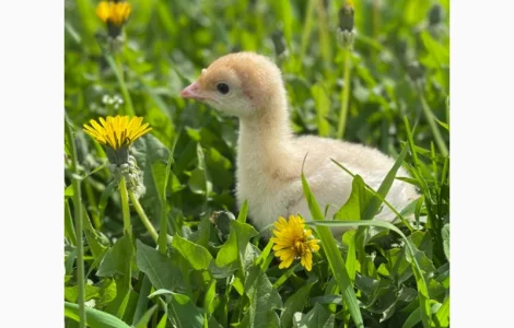 Добові індичата кросса Big-6