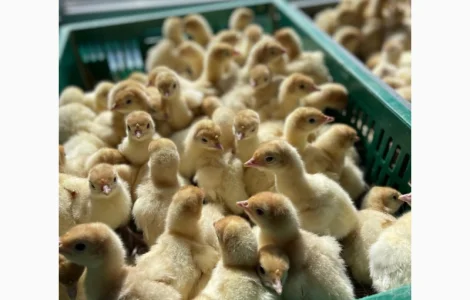 Продам индюшат