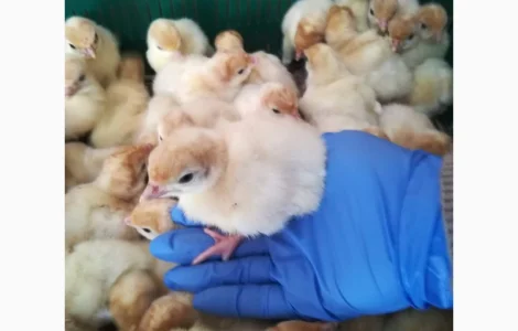 Виробник! Індичата Big-6 з доставкою