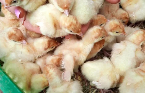 Big-6 індичата