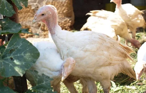 Індики БЮТ-8, БІГ-6