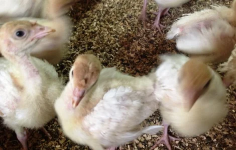 Індичата БІГ-6, БЮТ-8