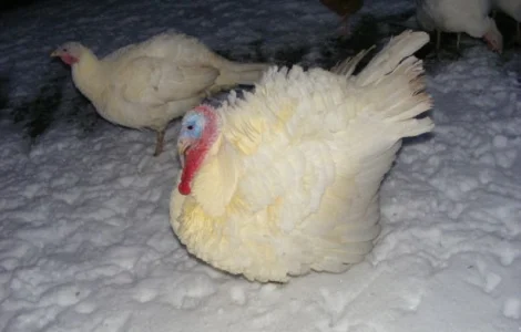 Індики під замовлення