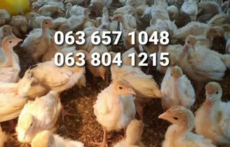 Індичата бройлерні тяжкого кросу БІГ-6, Хмельницький