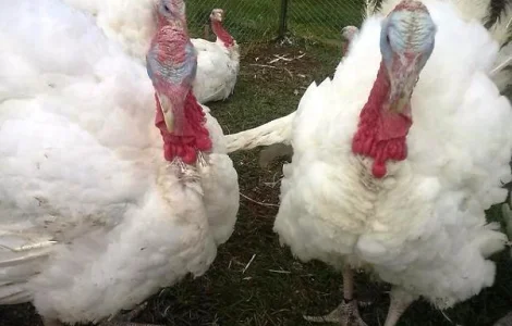 Індичата БІГ-6