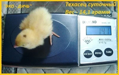 Эксклюзивная-селекция суточных перепелят