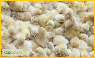 Перепела Белый Техасец - Бройлер (Texas A & M) - суточные и молодняк