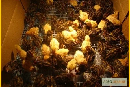 Фараон недельный молодняк - селекция (Espain)