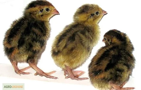 Перепела селекционный молодняк - три породы