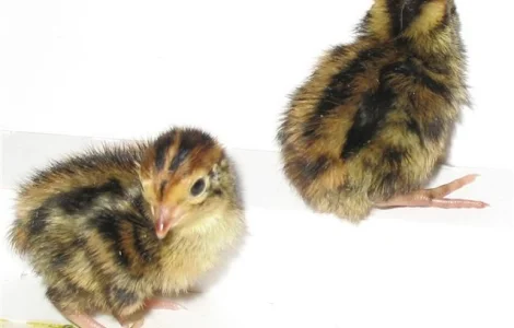 Перепела Фараон - селекция (Испании) - молодняк