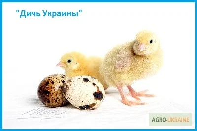 Эксклюзивные перепела