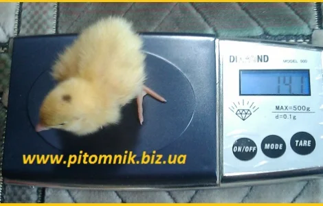 Перепела на маточное стадо