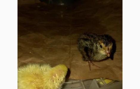 Перепел добовий Техаська біла Фараон