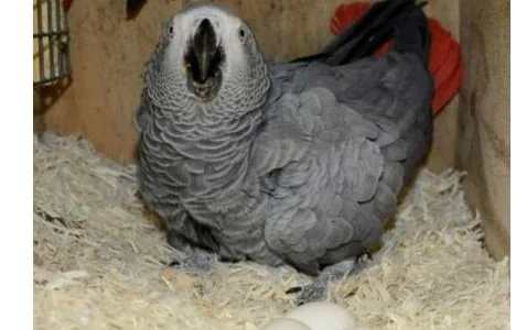 African Grey Parrots and parrots eggs for sale