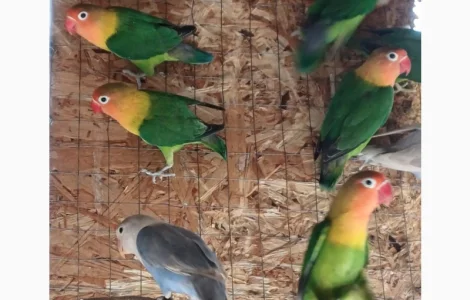 Нерозлучник Фішера