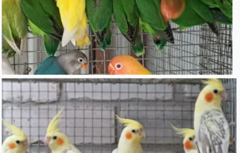 Нерозлучник