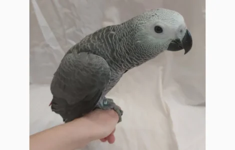 Жако. Ручные малыши выкормыши. Птица. Птенец