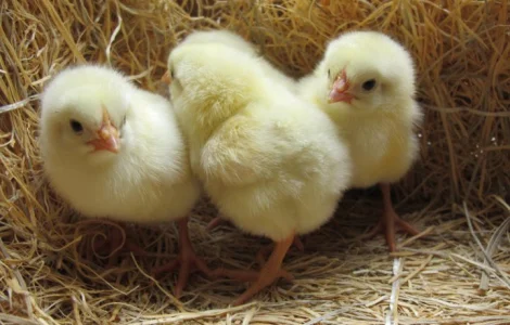 Суточный бройлер кобб-500