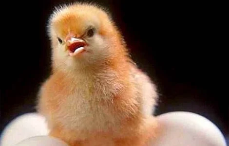 Бройлер суточный