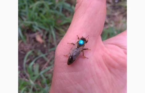 Бджоломатки Карніка F1 неплідні