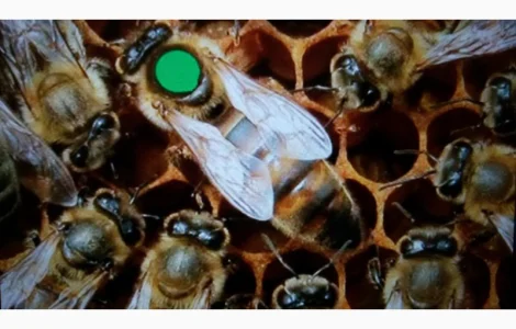 : Пчеломатки украинская степная – племзавод