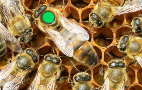 Бджоломатки української степової породи – племзавод