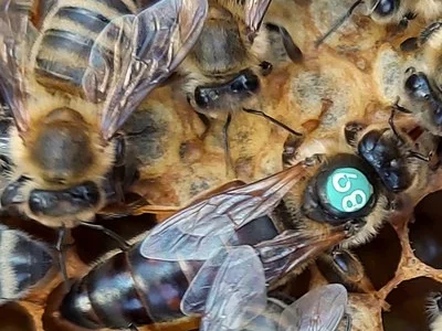 Пчеломатки Carnica 2023