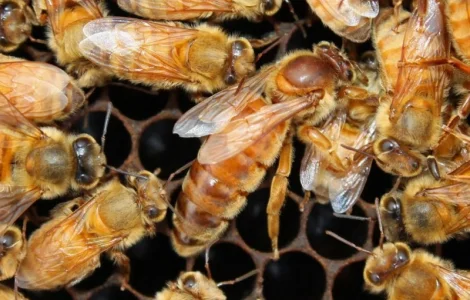 Продаются бджоломатки породы ligustica из Италии