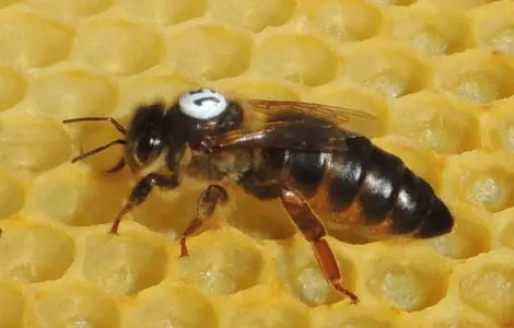 Apis mellifera carnica